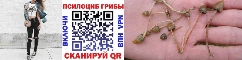 Псилоцибиновые грибы MAGIC MUSHROOMS  Карабулак 